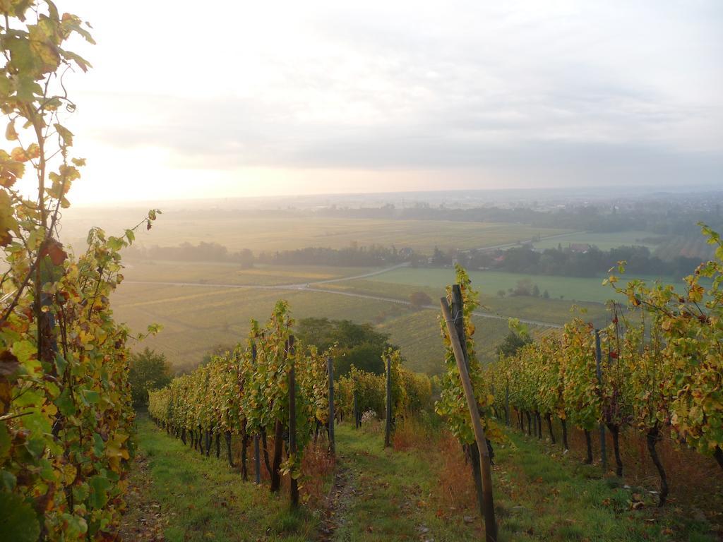 Vignobles Frey-Sohler Scherwiller Exterior foto
